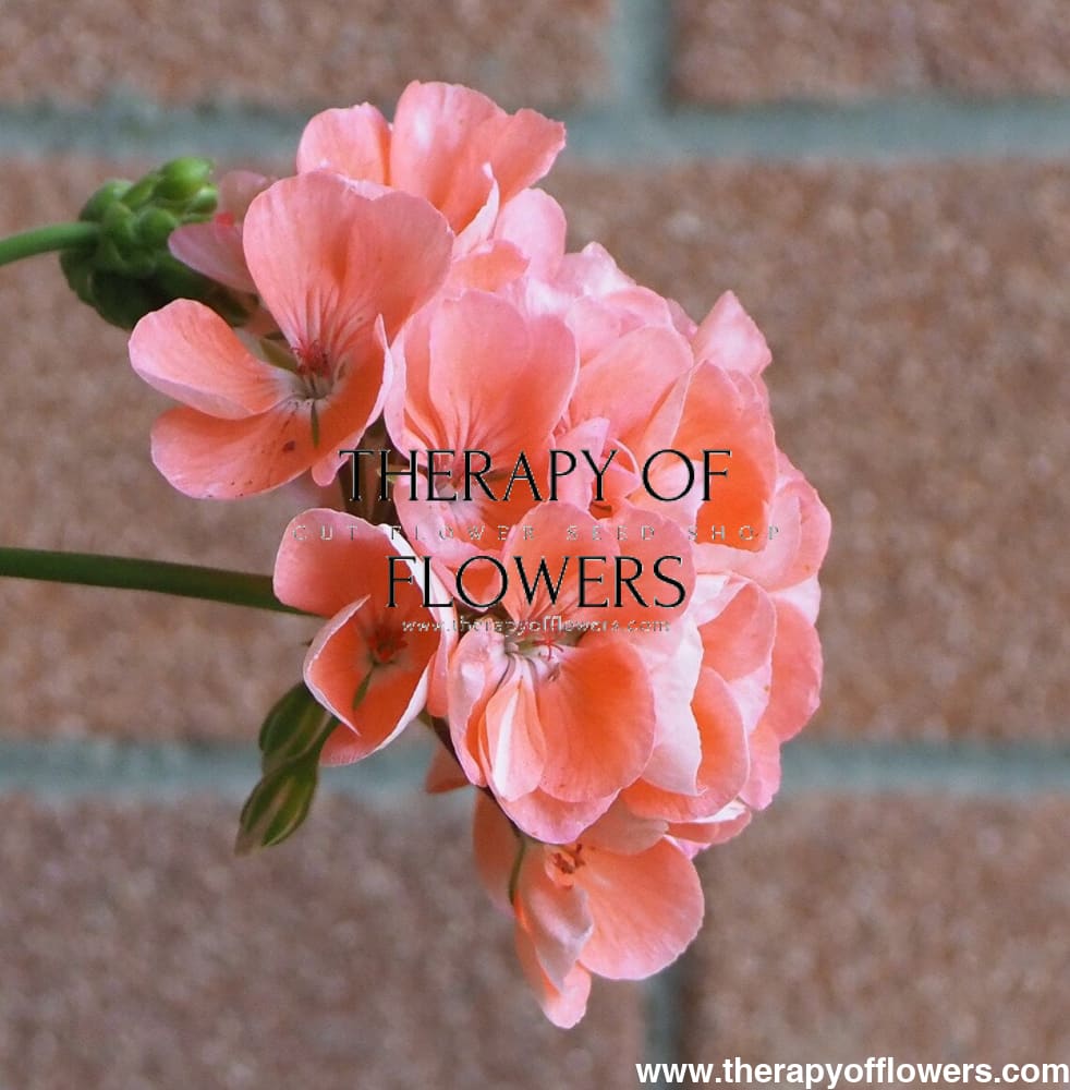 Pelargonium x hortorum BullsEye™ Salmon therapyofflowers.com