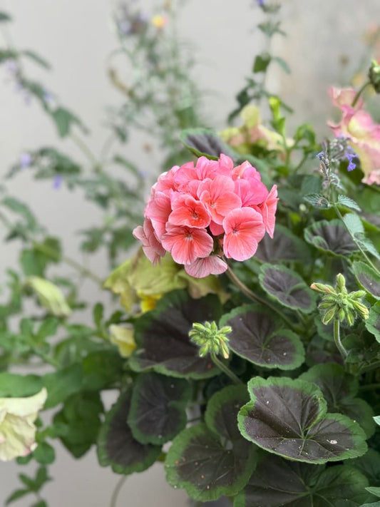 Pelargonium x hortorum BullsEye™ Salmon therapyofflowers.com