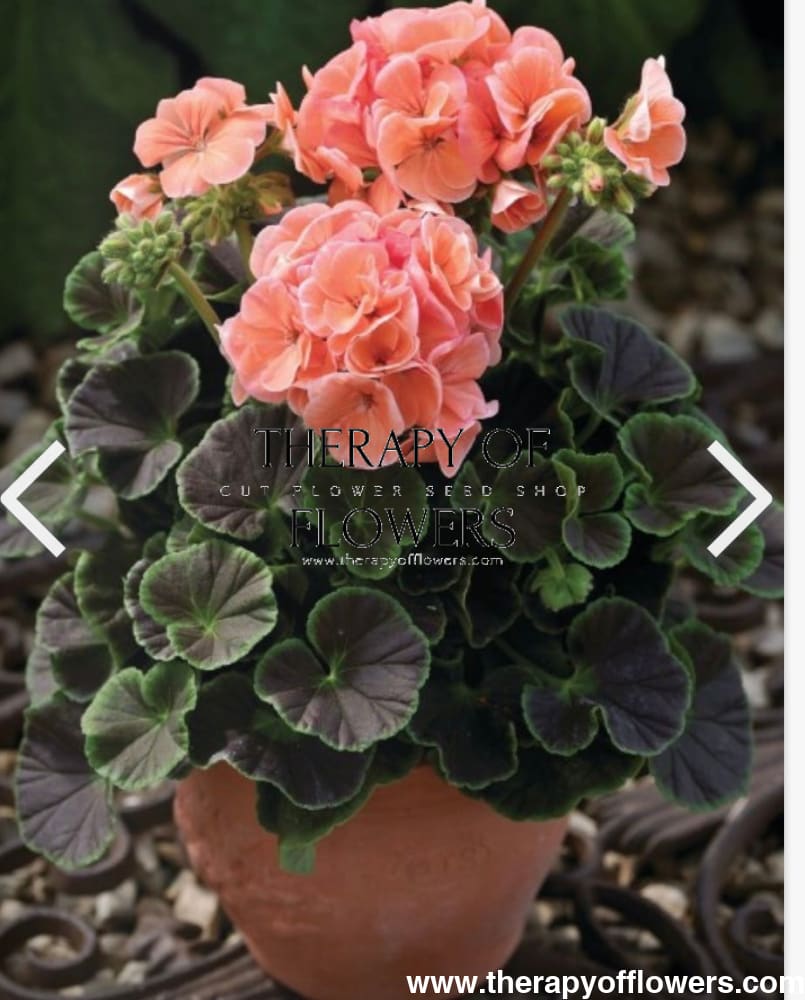 Pelargonium x hortorum BullsEye™ Salmon therapyofflowers.com