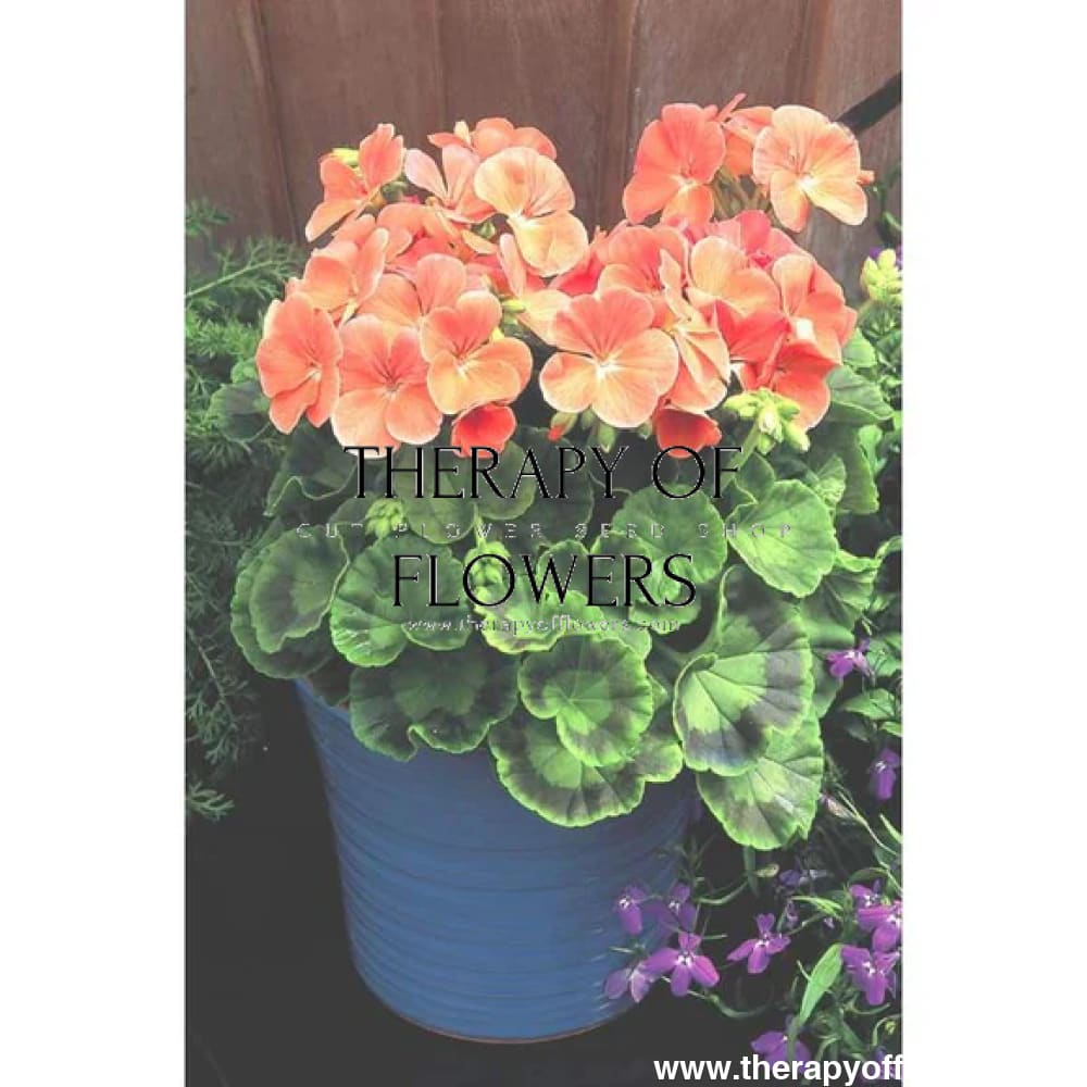 Pelargonium x hortorum Multibloom™ Salmon therapyofflowers.com