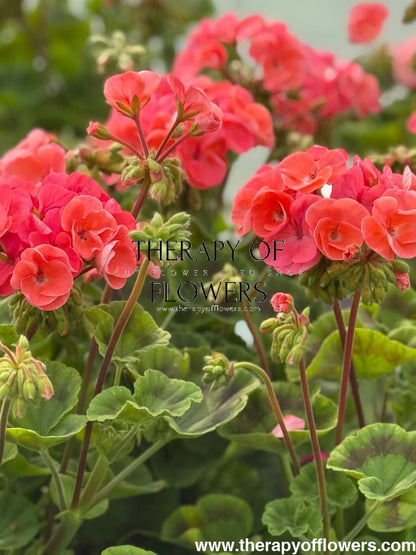 Pelargonium x hortorum Multibloom™ Salmon therapyofflowers.com