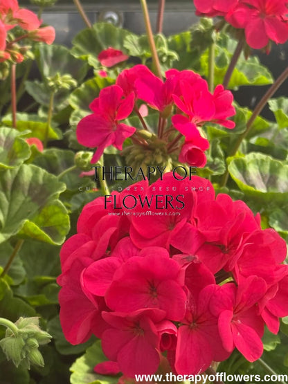 Pelargonium x hortorum Pinto™ Premium Violet | Zonal Geranium therapyofflowers.com