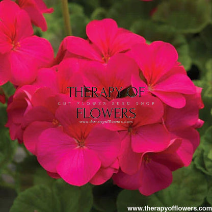 Pelargonium x hortorum Pinto™ Premium Violet therapyofflowers.com
