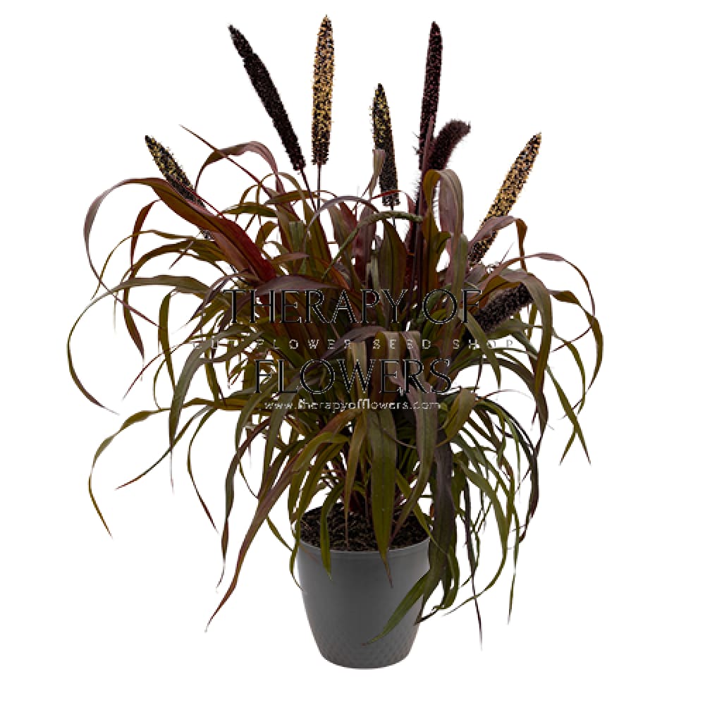 Pennisetum glaucum Inky | Pearl Millet therapyofflowers.com