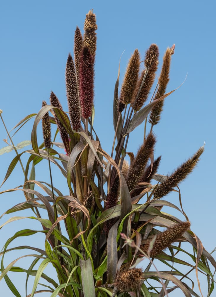 Pennisetum glaucum Inky | Pearl Millet - 20 seeds / Grown as an annual / 110 cm - seeds