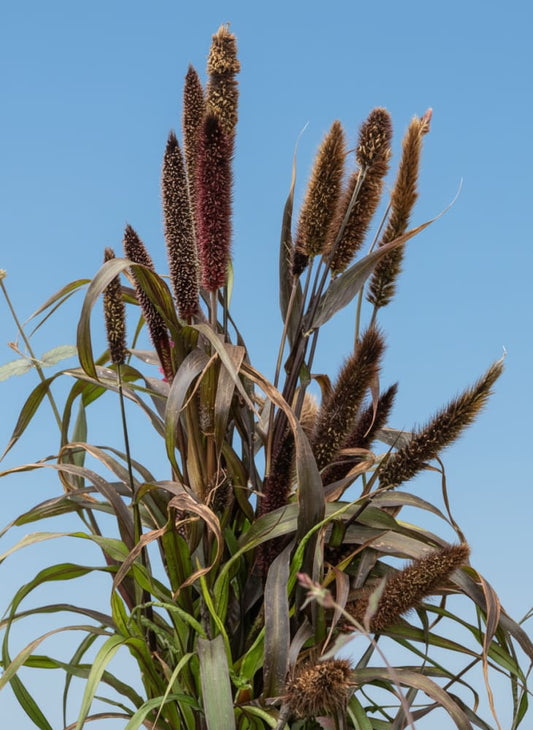 Pennisetum glaucum Inky | Pearl Millet - 20 seeds / Grown as an annual / 110 cm - seeds
