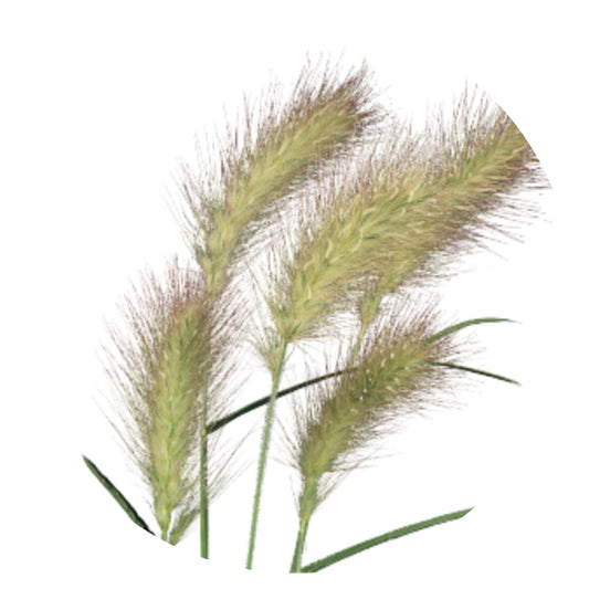 Pennisetum villosum Fluffy | Eyecatcher therapyofflowers.com