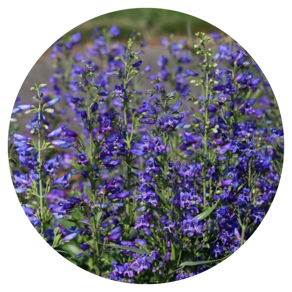 Penstemon barbatus Twizzle Blue therapyofflowers.com