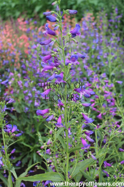 Penstemon barbatus Twizzle Blue therapyofflowers.com