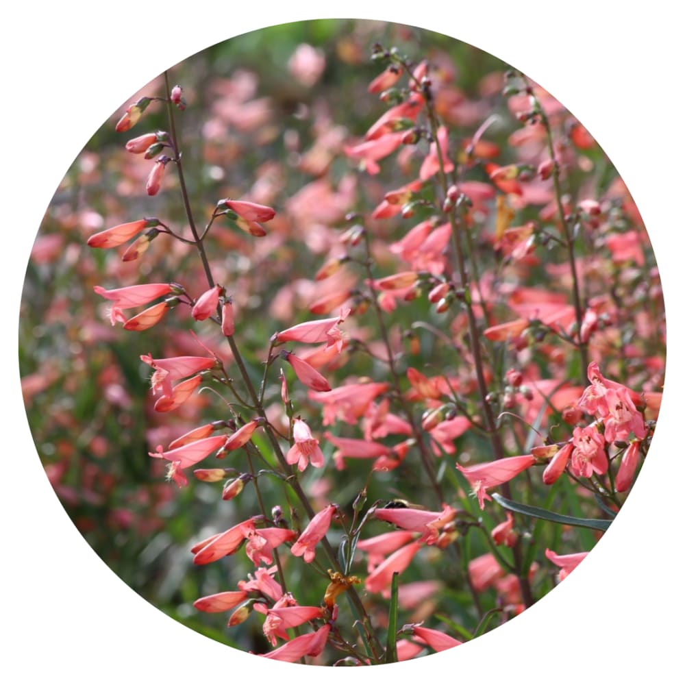 Penstemon barbatus Twizzle Coral therapyofflowers.com