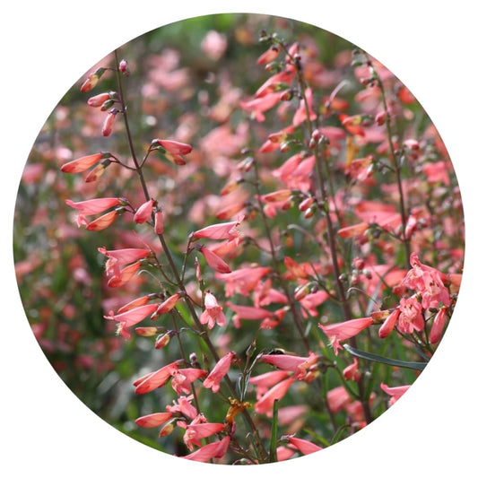 Penstemon barbatus Twizzle Coral therapyofflowers.com
