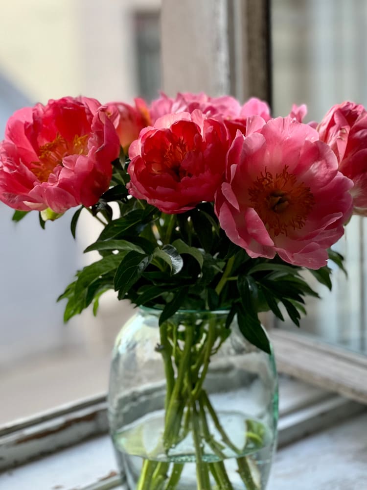 Peony bouquet | Coral Charm therapyofflowers.com