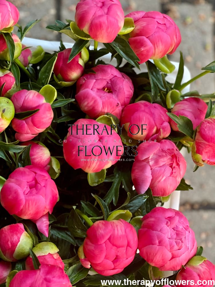 Peony bouquet | Coral Charm therapyofflowers.com