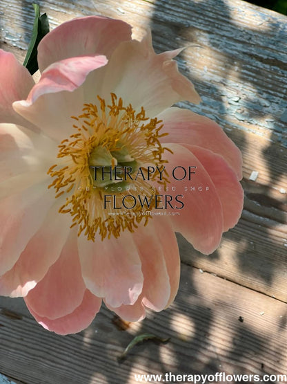 Peony bouquet | Coral Charm therapyofflowers.com