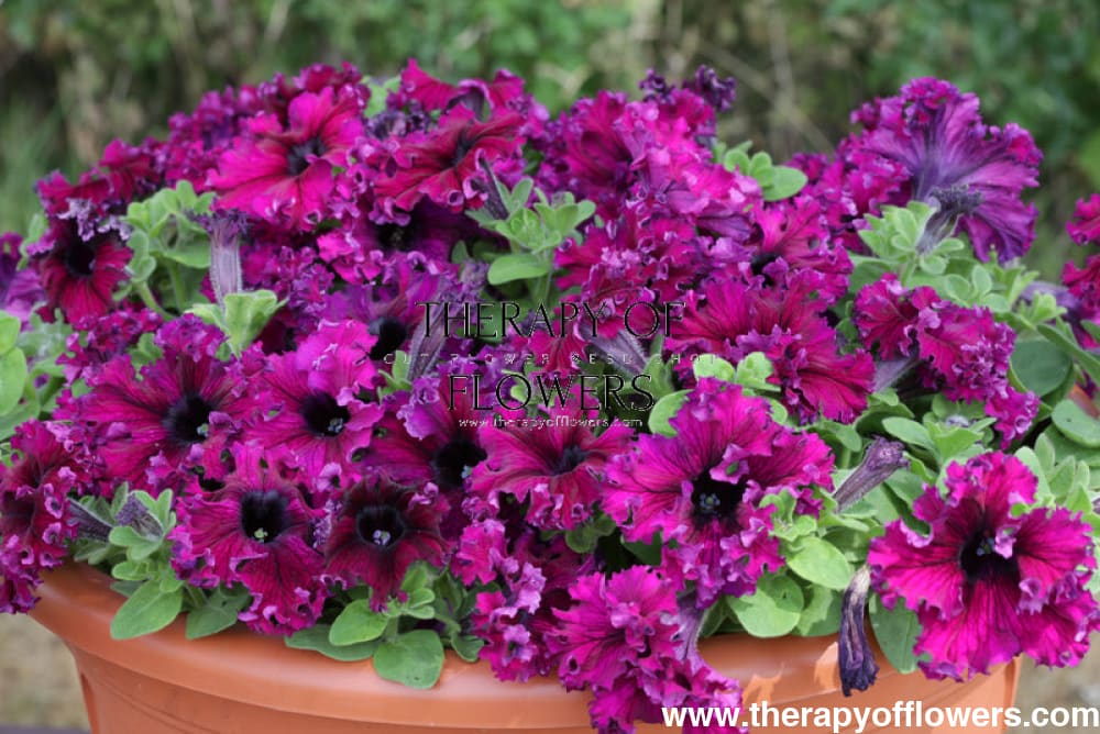 Petunia grandiflora Jumbo Frilly Mix - Ruby, Rose therapyofflowers.com