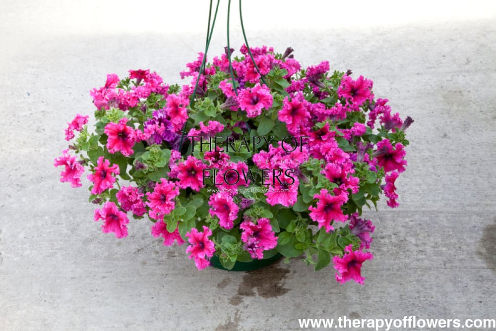 Petunia grandiflora Jumbo Frilly Mix - Ruby, Rose therapyofflowers.com