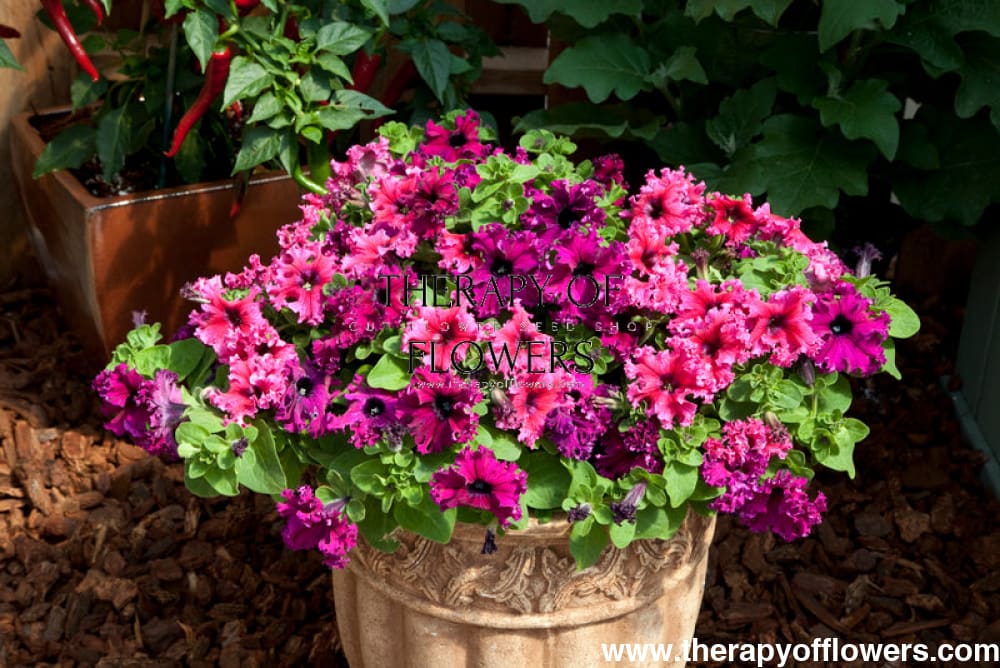 Petunia grandiflora Jumbo Frilly Mix - Ruby, Rose therapyofflowers.com