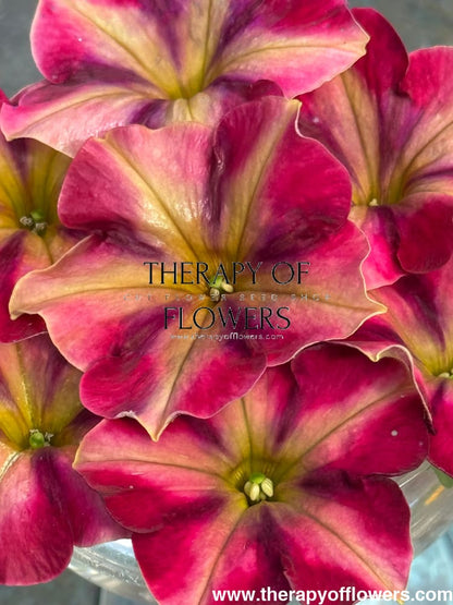Petunia x hybrida My Joy Yellow Bronze Red F1 | Petunia | Pelleted - 10 seeds / Pelleted / Yellow, bronze, and red