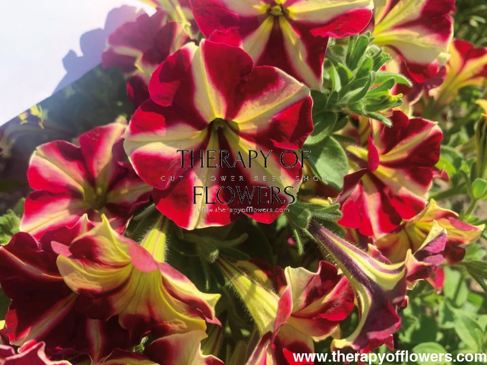 Petunia grandiflora My Joy Yellow Bronze Red F1 | Petunia | Pelleted therapyofflowers.com