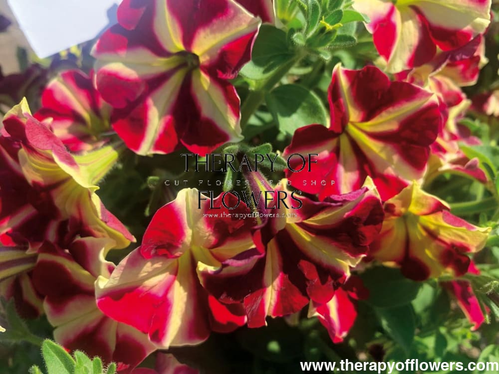 Petunia grandiflora My Joy Yellow Bronze Red F1 | Petunia | Pelleted therapyofflowers.com