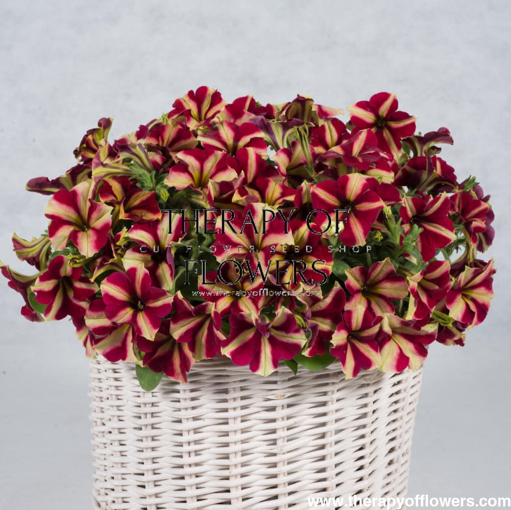 Petunia grandiflora My Joy Yellow Bronze Red F1 | Petunia | Pelleted therapyofflowers.com