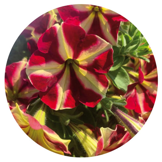 Petunia grandiflora My Joy Yellow Bronze Red F1 | Petunia | Pelleted 10 seeds / Pelleted / Yellow, bronze, and red