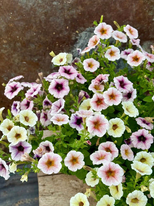 Petunia x hybrida Pendolino Dark Ice F1 | Petunia | Pelleted therapyofflowers.com