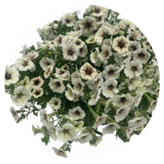 Petunia grandiflora Pendolino Dark Ice F1 | Petunia | Pelleted therapyofflowers.com