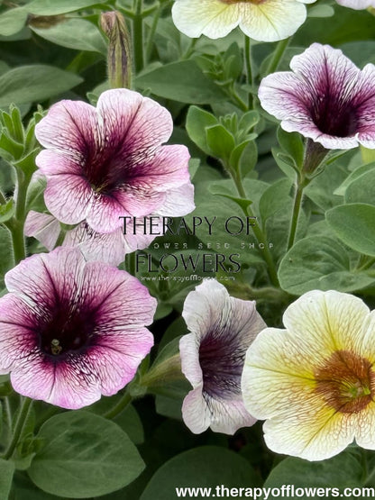 Petunia x Hybrida Pendolino Dark Ice F1 | Petunia | Pelleted therapyofflowers.com