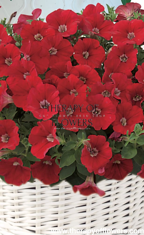 Petunia x Hybrida Pendolino Sensation Salmon-Orange F1 | Italian Petunia | Pelleted - 10 seeds / Pelleted