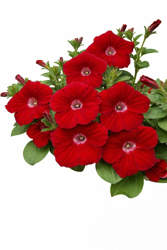 Petunia x Hybrida Pendolino Sensation Salmon-Orange F1 | Italian Petunia | Pelleted therapyofflowers.com