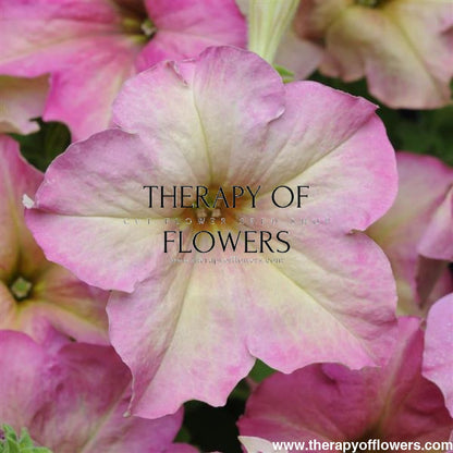 Petunia grandiflora Sophistica Antique Shades F1 therapyofflowers.com