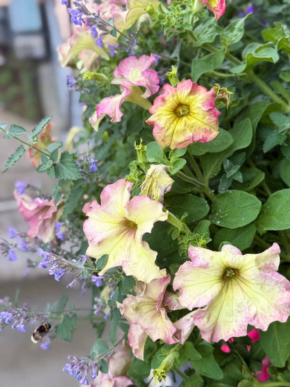 Petunia x hybrida Sophistica® Antique Shades F1 | Pelleted therapyofflowers.com