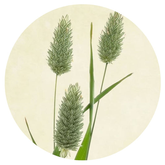 PHALARIS canariensis | Canary Grass therapyofflowers.com