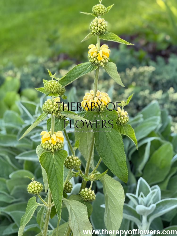 Phlomis russeliana | Jerusalem Sage therapyofflowers.com