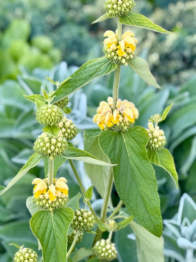 Phlomis russeliana | Jerusalem Sage therapyofflowers.com