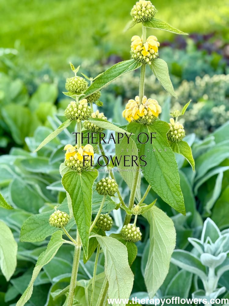 Phlomis russeliana | Jerusalem Sage therapyofflowers.com