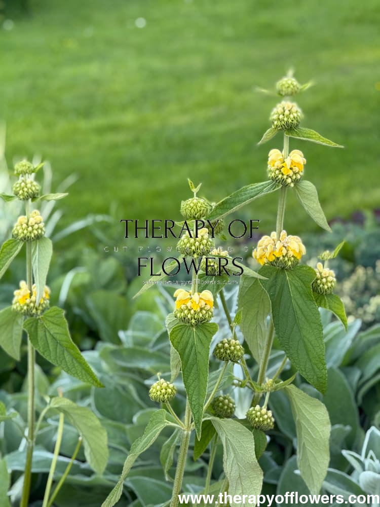 Phlomis russeliana | Jerusalem Sage therapyofflowers.com