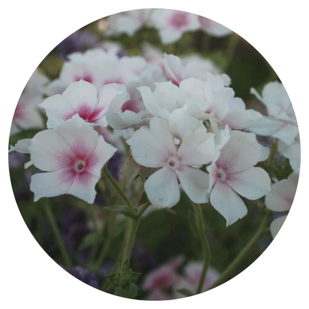 Phlox Drummondii Blushing Bride therapyofflowers.com