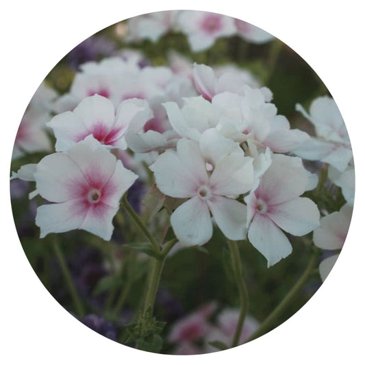 Phlox Drummondii Blushing Bride therapyofflowers.com