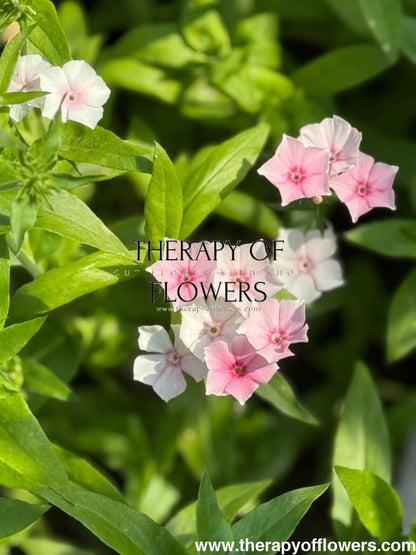 Phlox Drummondii Blushing Bride therapyofflowers.com