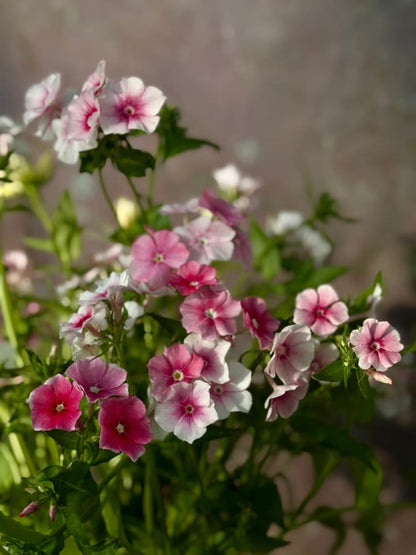 Phlox Drummondii Blushing Bride | Annual Phlox therapyofflowers.com