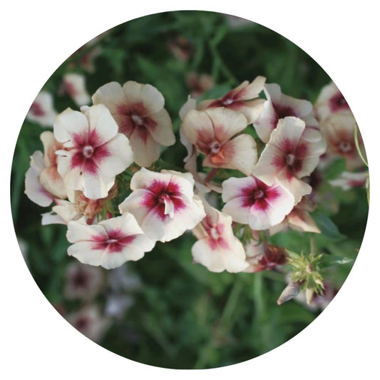 Phlox Drummondii Cherry Caramel therapyofflowers.com