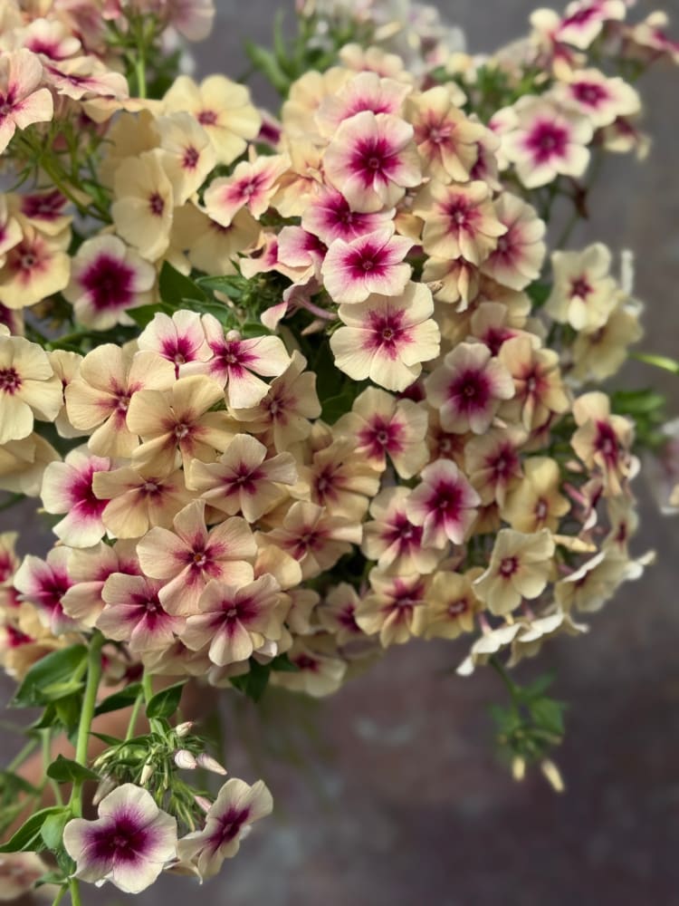 Phlox Drummondii Cherry Caramel therapyofflowers.com