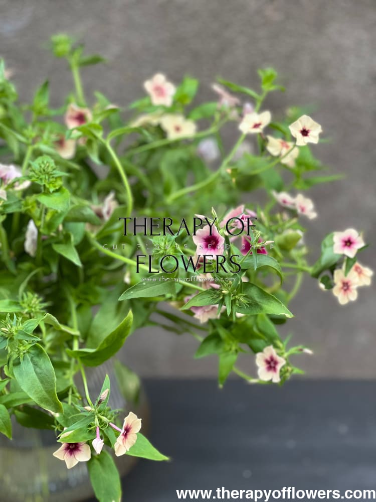 Phlox Drummondii Cherry Caramel therapyofflowers.com