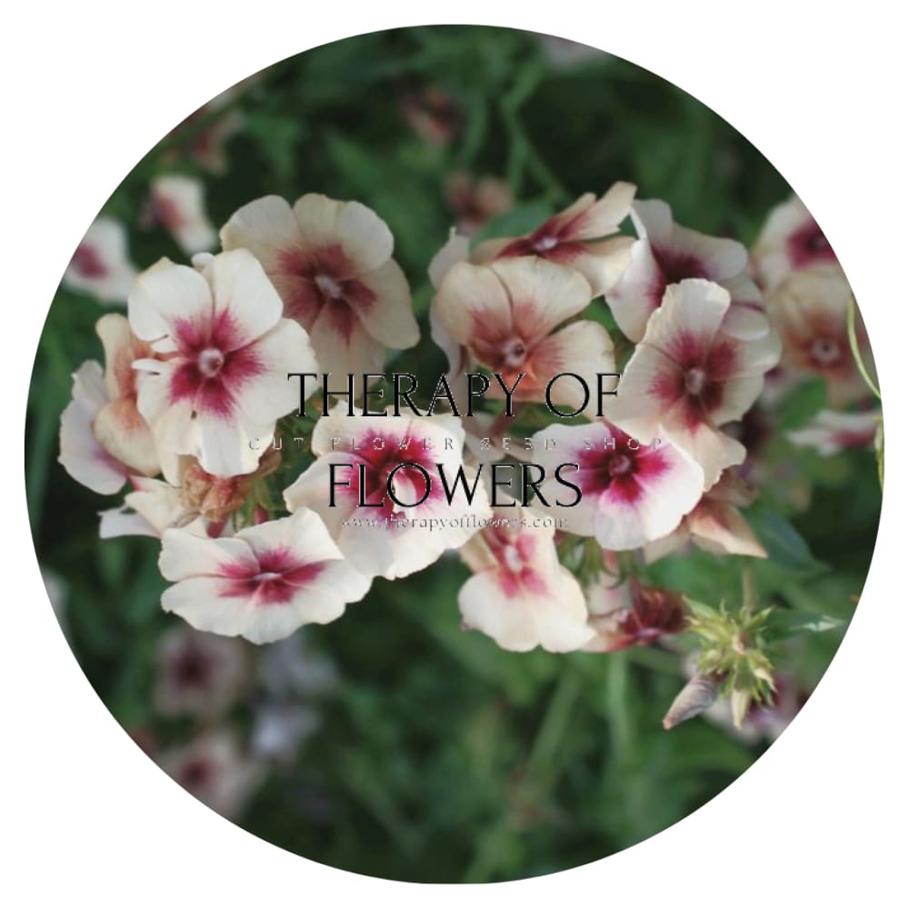 Phlox Drummondii Cherry Caramel therapyofflowers.com