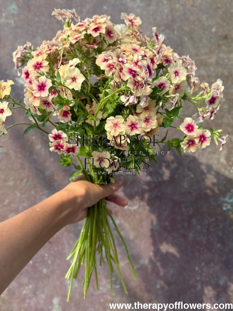 Phlox Drummondii Cherry Caramel therapyofflowers.com