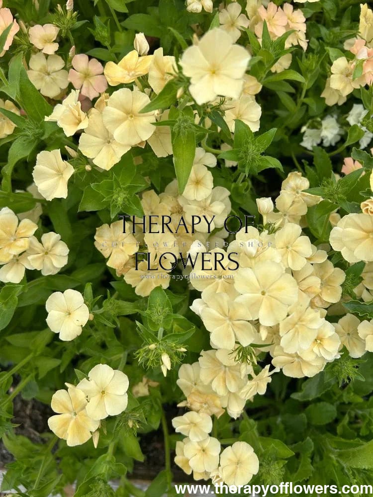 Phlox drummondii ‘Isabellina’ | Annual Phlox therapyofflowers.com
