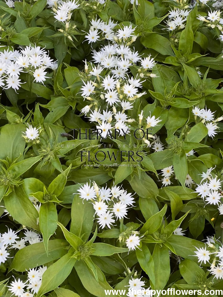 Phlox drummondii Popstars White.