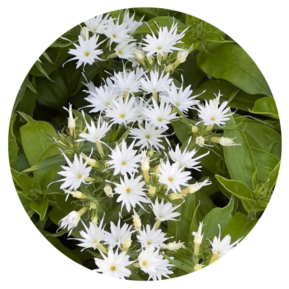 Phlox drummondii Popstars White F1 | Annual Phlox - 20 seeds - Seeds